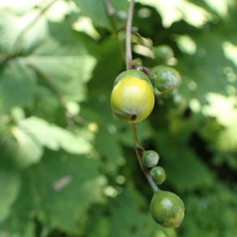 キレンゲショウマの蕾