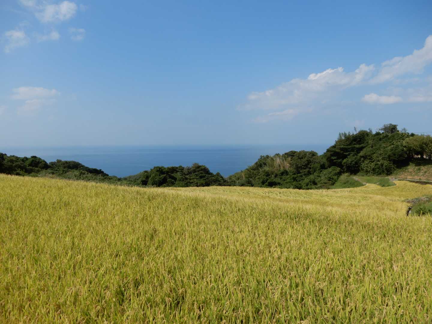 高頭山-みのが峠-雨乞岳 周回コースの写真