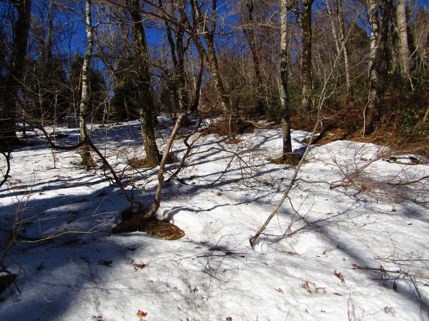 松の木峠-土滝山-寂地山 往復コースの写真