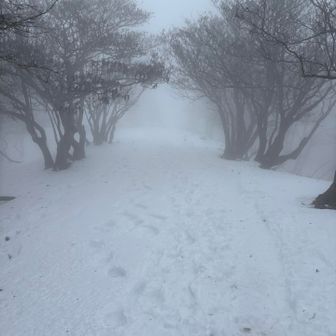 最後の木のトンネル