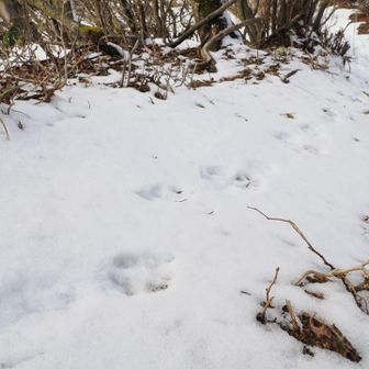 ウサギの足跡