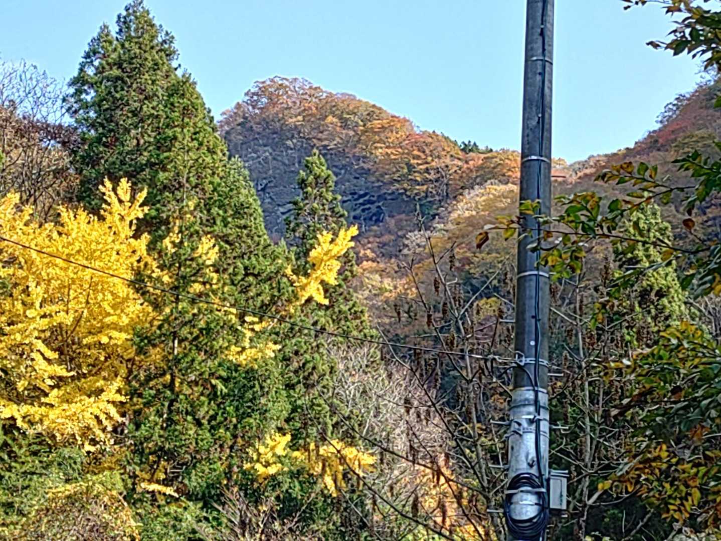 正面な崖が🪜の場所💦