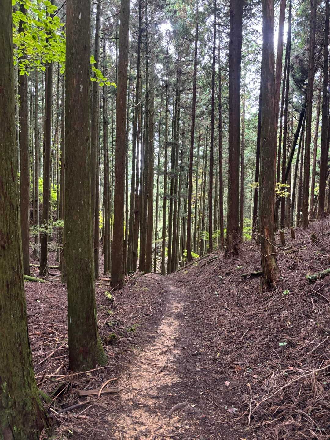 女人道巡り・高野三山巡り②の写真