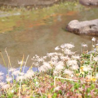 チングルマの穂