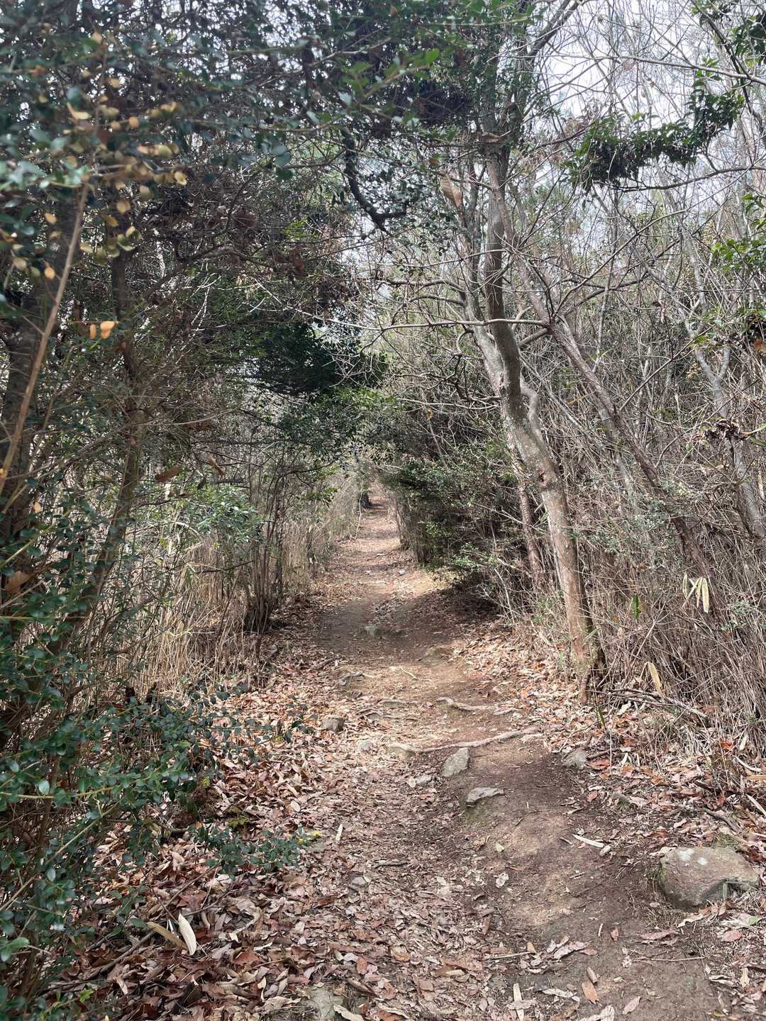 白雲谷温泉ゆぴか登山口-高山-日光峠-安場山-総山 往復コースの写真