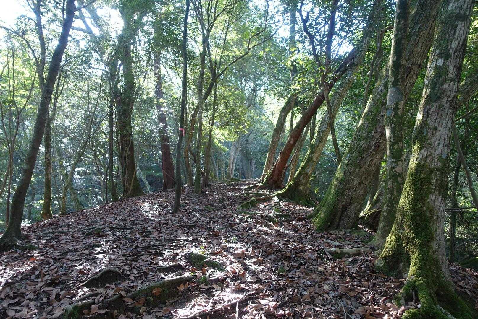 進もう🚶‍♀️
日差しが入って綺麗🍃