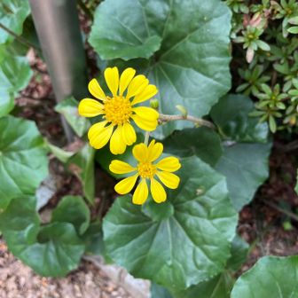 可愛い🌼見っけ😍