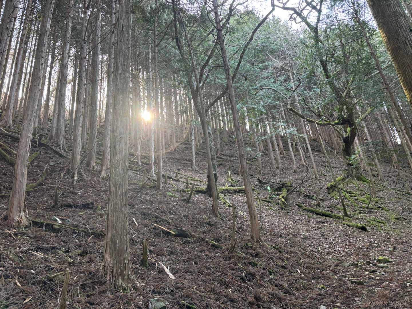 太陽☀️のパワーをもらいながらドンドン登ります😅