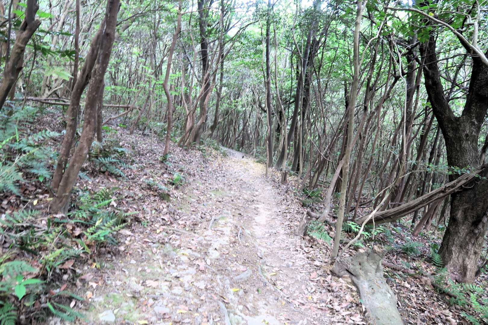 下山はバイパス道も通って。