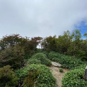 下山中に数名とすれ違いました。やはり山の日は皆さん登りたくなるんでしょうね
