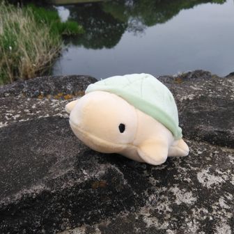 のこのこ亀