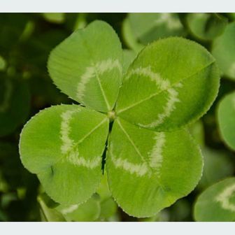 まきファーム🍀