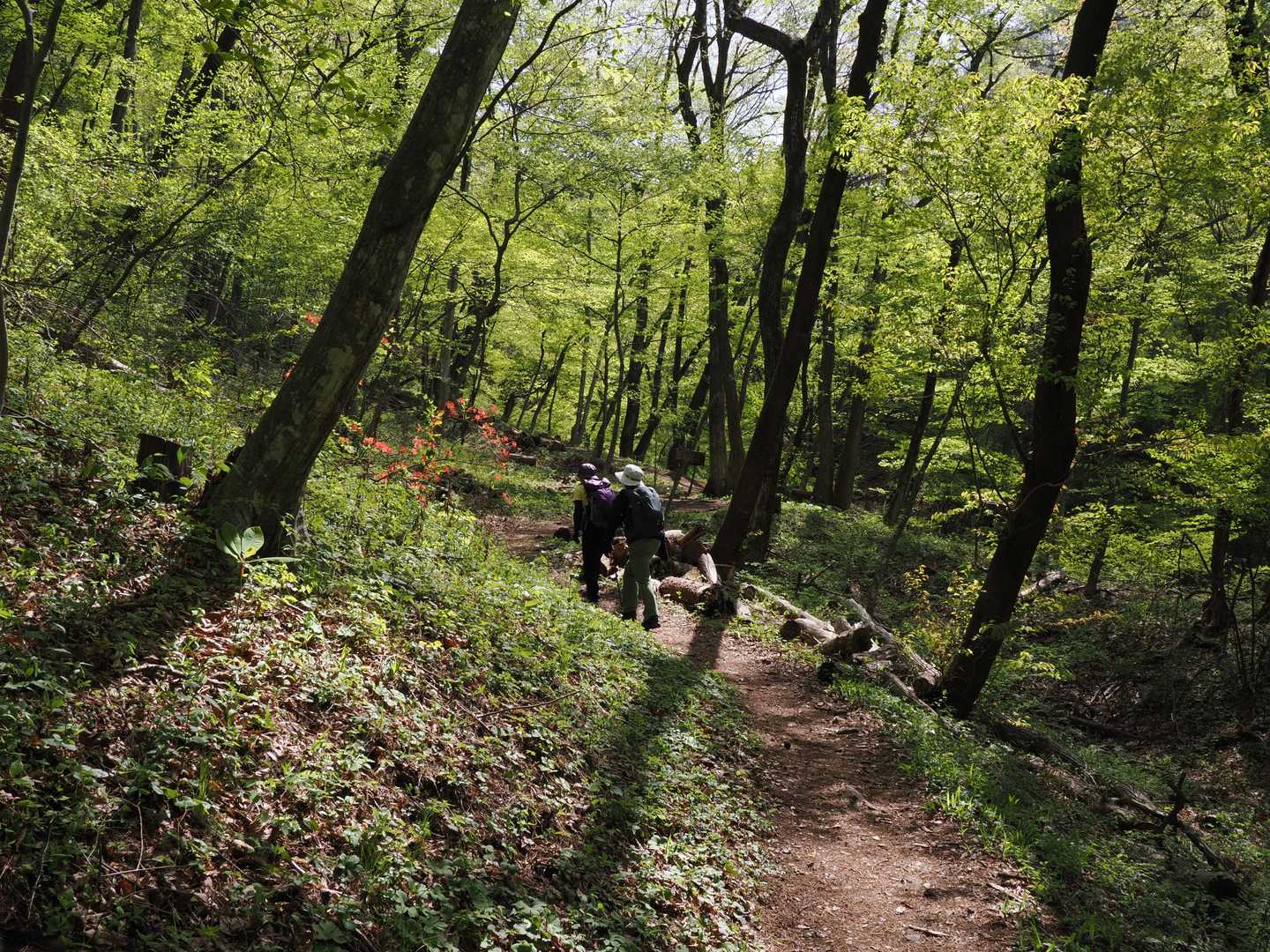 新緑の中を山頂に向けて🚶