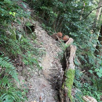 やっと取り付きに辿り着いたと思ったら、砂地で滑りやすい急登が続く💦
すり減ったトレランシューズで来たことを悔やむ👟