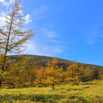 最後に黄金の風景を。