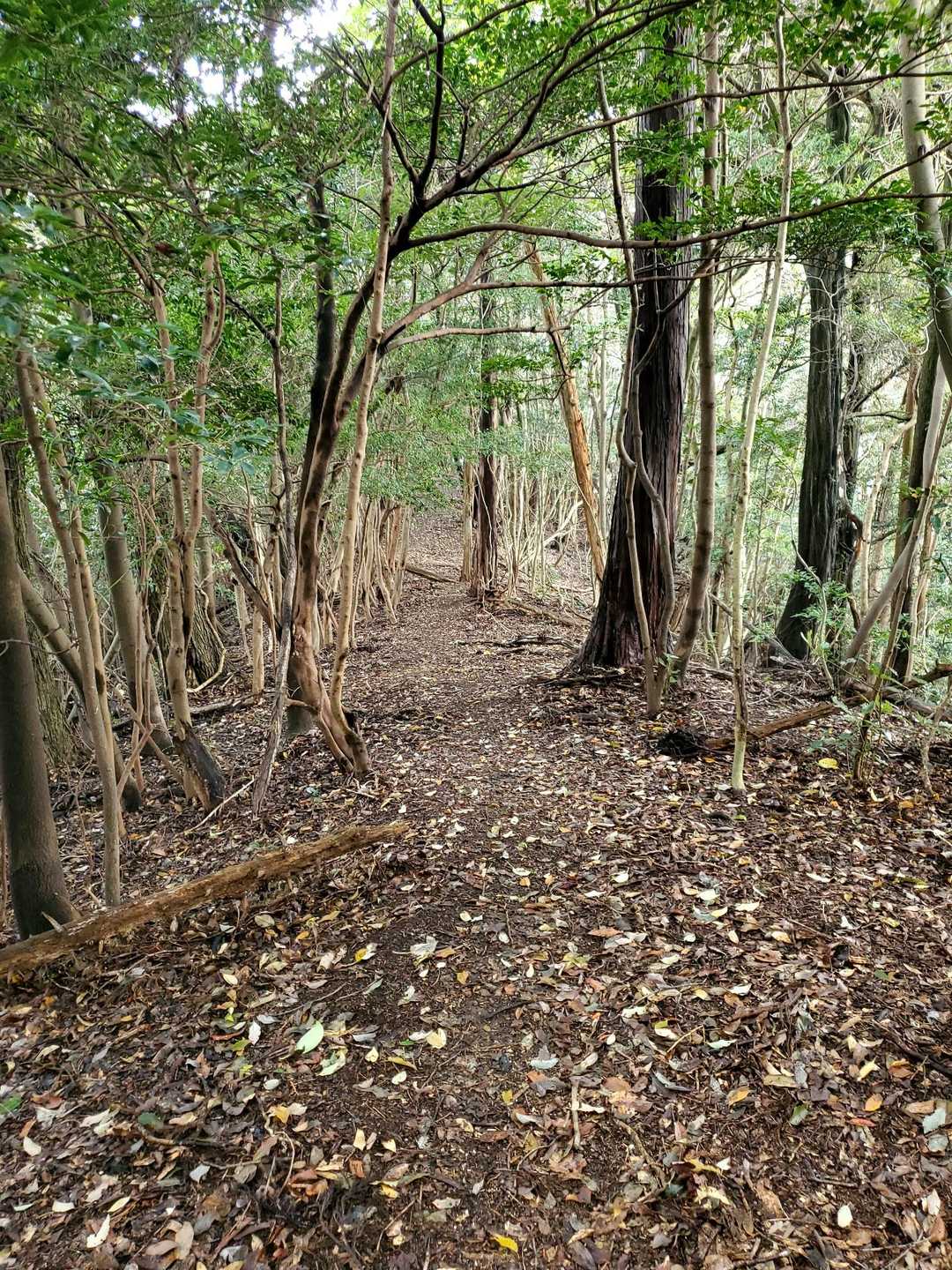 茶臼山へ向かう。
歩きやすい尾根ルート❤️