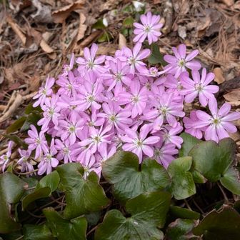 オオミスミソウ、早くから開花していたので、もう見れないかと思ってました