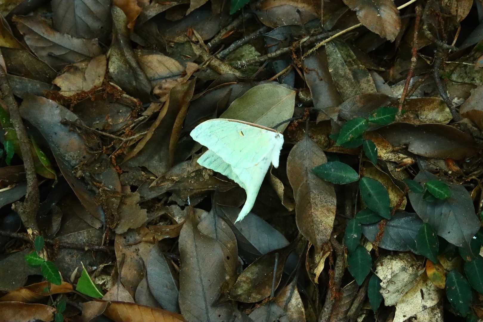 オオミズアオ発見💡すでに食べられていました
なかなか出会えない希少な蛾　月の女神アルテミス