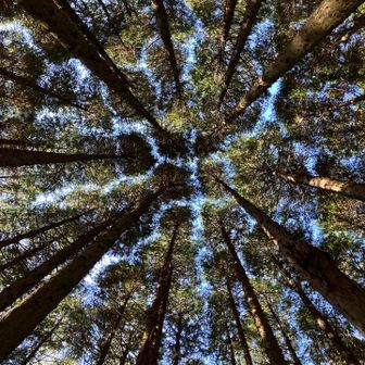 見上げても綺麗