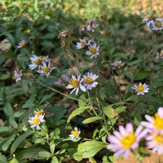 尺岳は過去に登ってるのでパス
先を急ぐ
寄り道している余裕なし