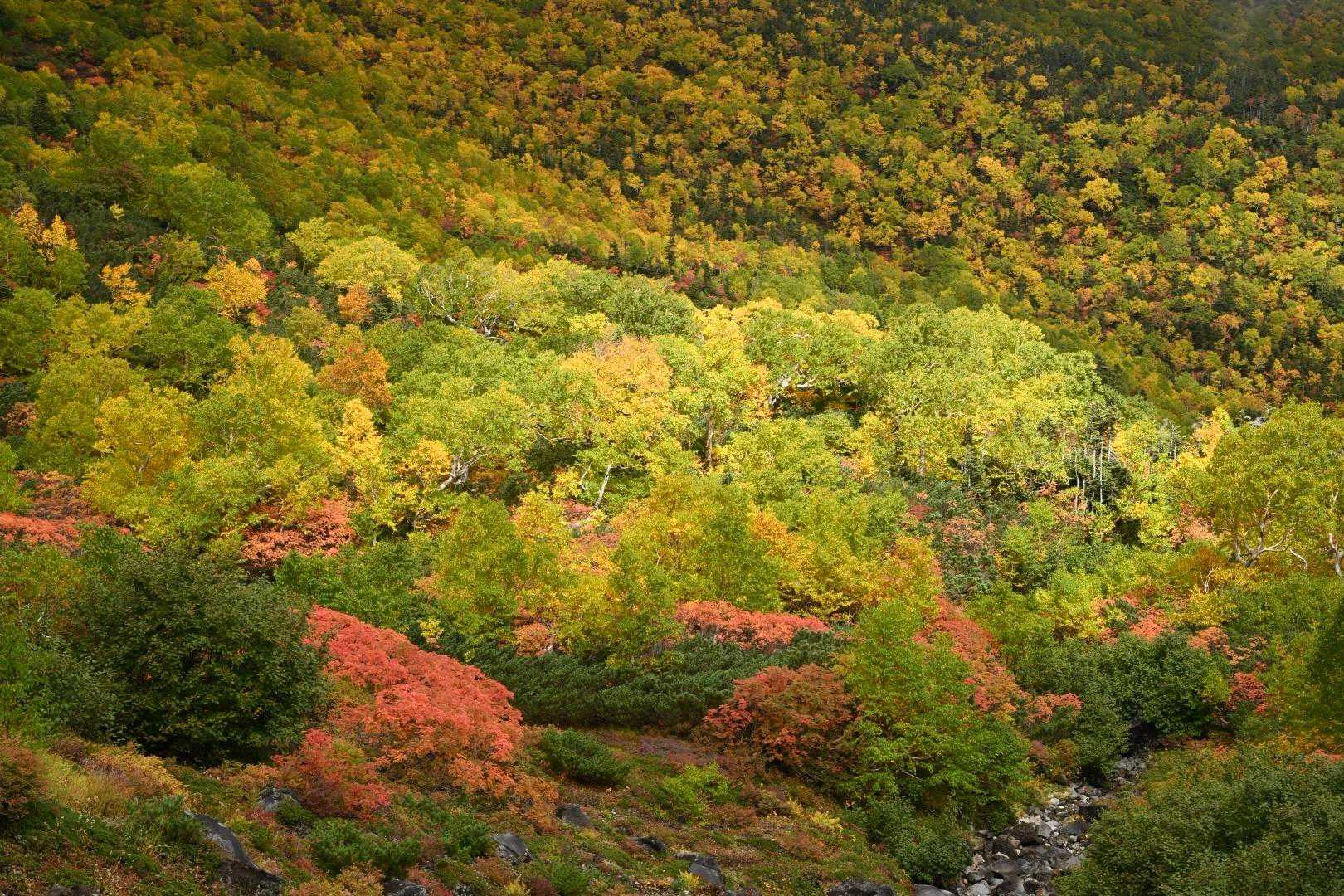 三本滝バス停-剣ヶ峰口-乗鞍岳 往復コースの写真