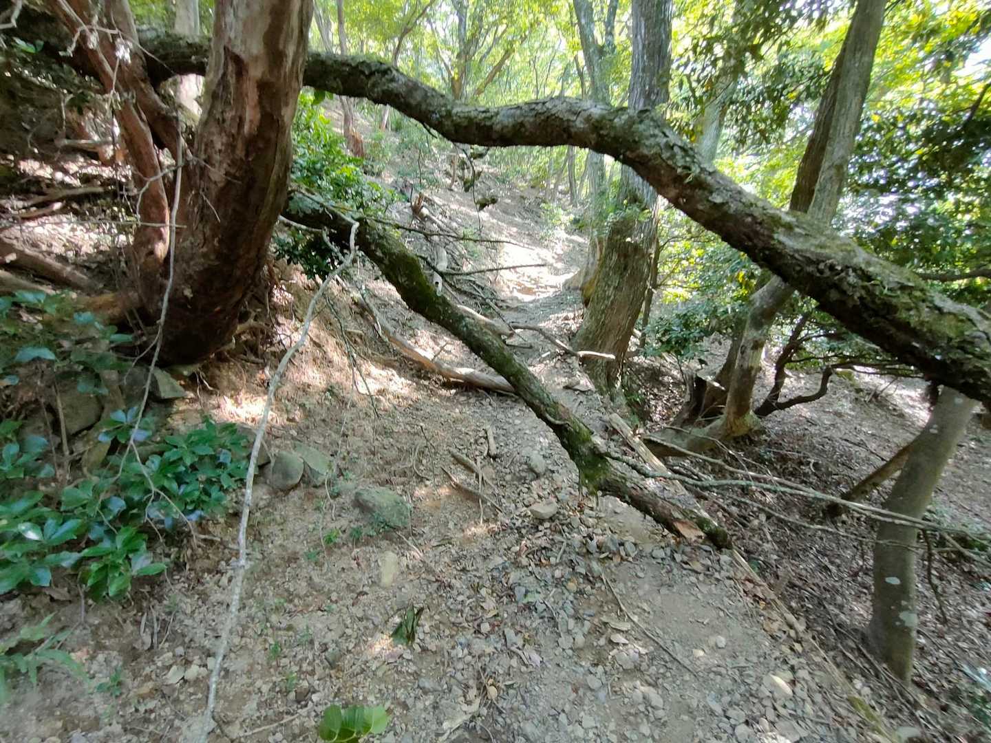 途中にも倒木

昨年あたりから林道周りはさっぱりと整備されているように感じるがその割には倒木は放置

倒木も倒れた理由がわからないな

今日は風がないので登りは普段より増して苦労する