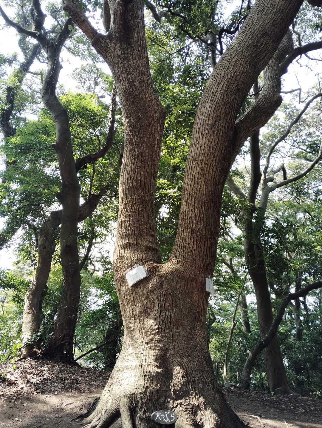 立花山 周回コースの写真