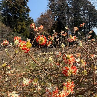 去年は日向薬師で赤いミツマタを見る事が出来ました🔴
今年は見に行かれなかったなぁと思っていたので嬉しい😆