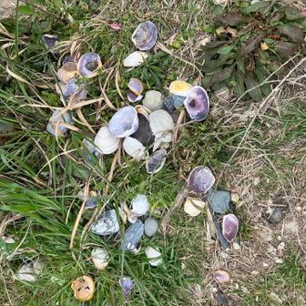 貝殻がたくさん