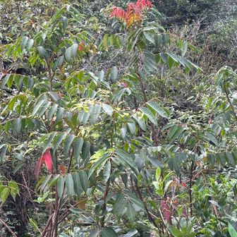 紅葉🍁バッチが欲しいので、、