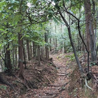 熊野古道 小辺路 綺麗な道なんですが、ずーっと登りです😣