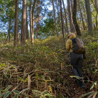 🌿林内の草本層にはミヤコザサが生えています。