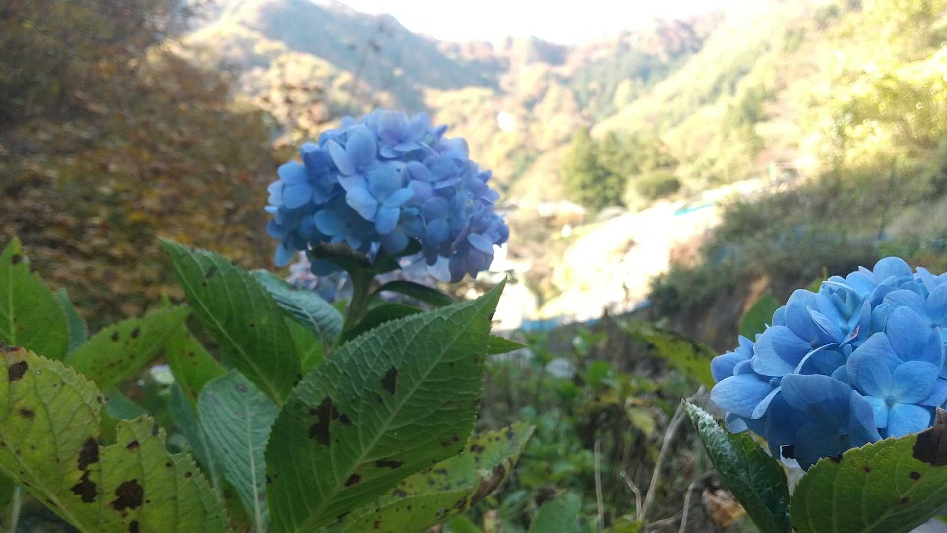 季節外れの紫陽花！？