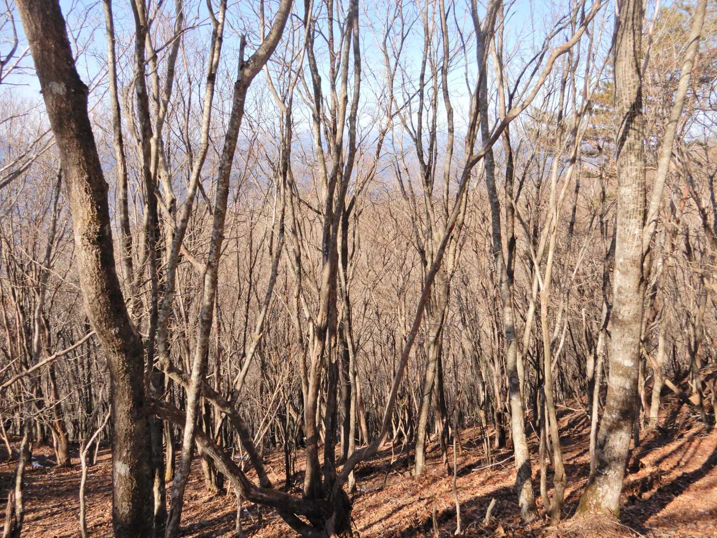 西の方の展望。