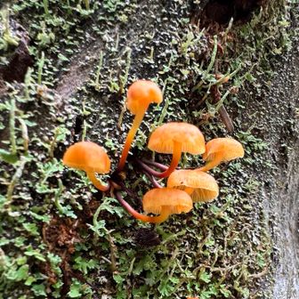 潤いたっぷりキノコ🍄‍🟫🍄今日はゆっくり降ります