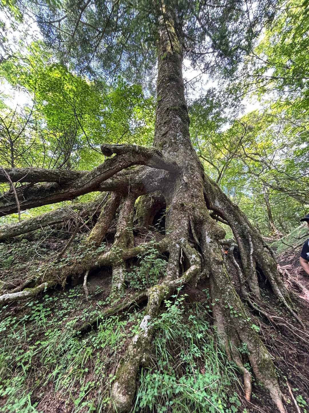 畑尾山-アザミ平 周回コースの写真