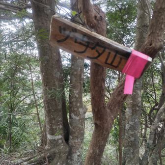 最後のグレピゲット🎊