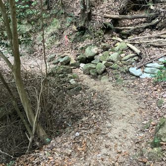 こんな山道を通過。
久々の登りで、足が喜ぶ。
