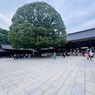 御神木の夫婦楠、ここからは１本の木に見えるけど１対なのよね。