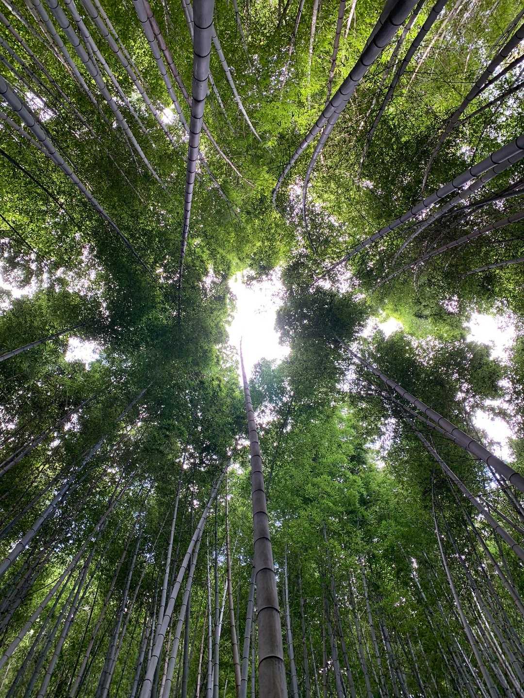 ここが噂の竹林ね！
美しい✨