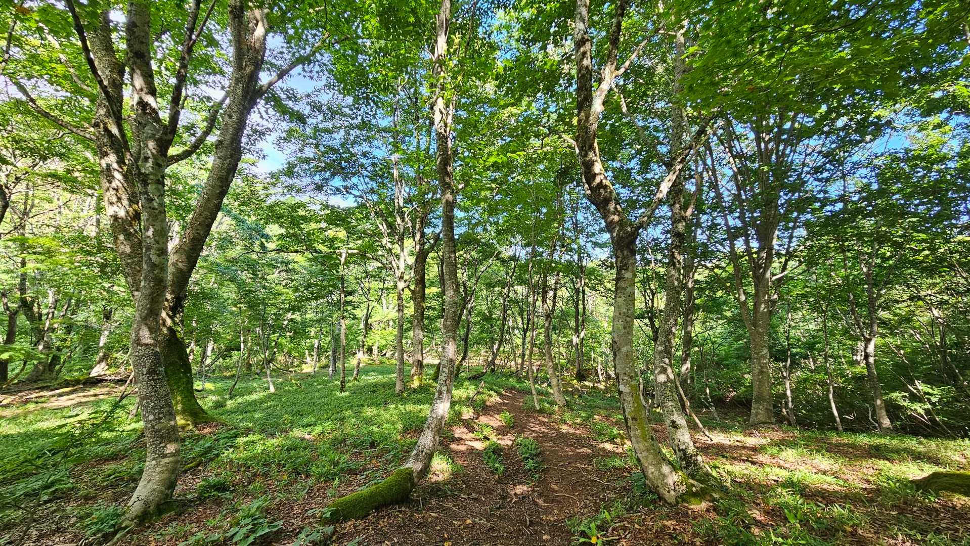 こう言う雰囲気～最高⤴️⤴️🌳🌳