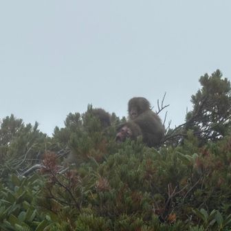 お猿🐒さん。
群れになってました。
この辺りで熊に遭遇💦