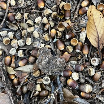 どんぐりいっぱいイノシシは食べないのかな？