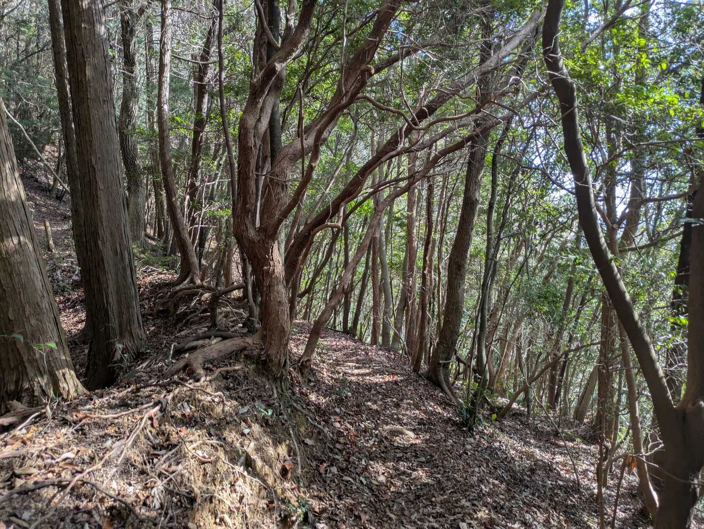 てことで、下山します✨下山も足に優しく素敵な道✨
