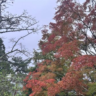 この辺りは紅葉🍁も見られた。
