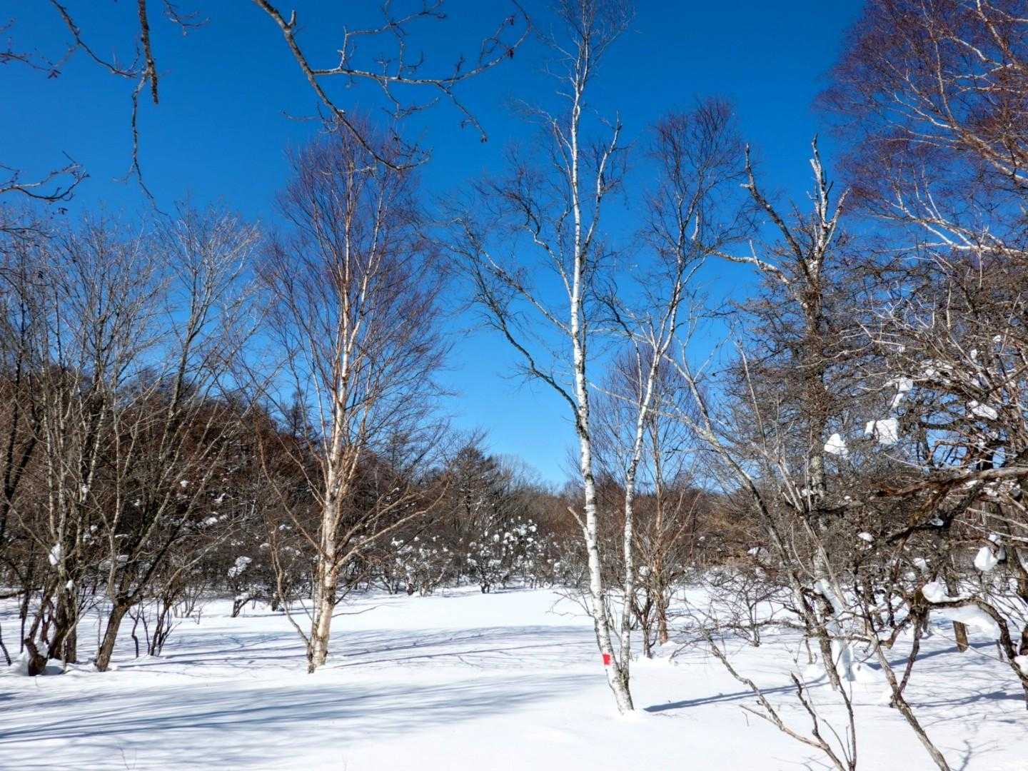 鶏頂山 往復コースの写真
