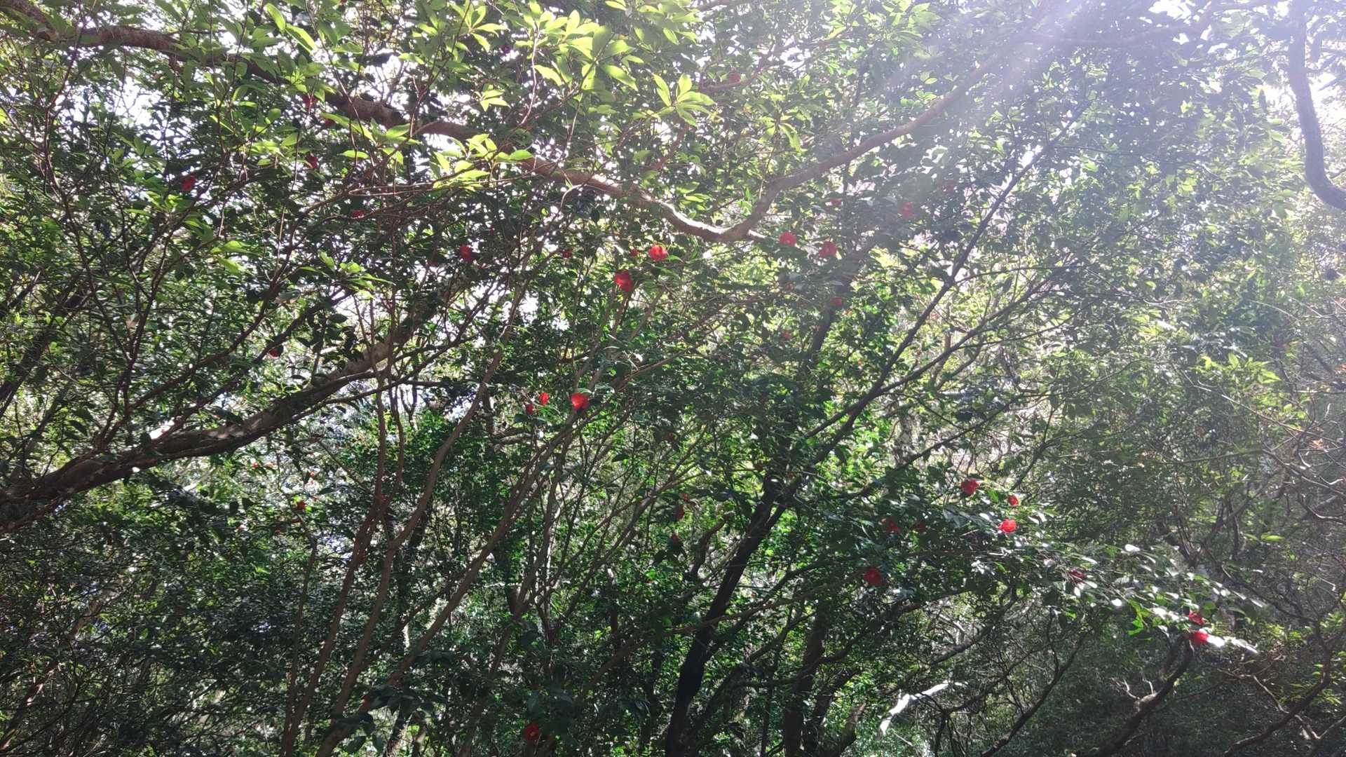 登山道入ったらキラキラと太陽が射し込んで来た🌳☀️
見上げたら椿が咲いてるｯｯ✨🏵️