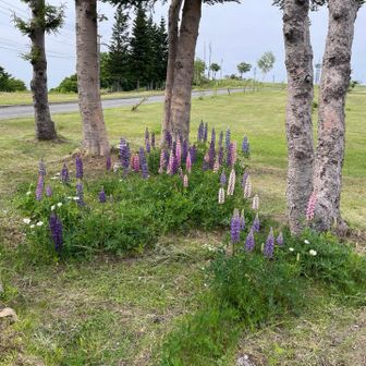 行きに気づかなかった、こんなお花も咲いてました😍