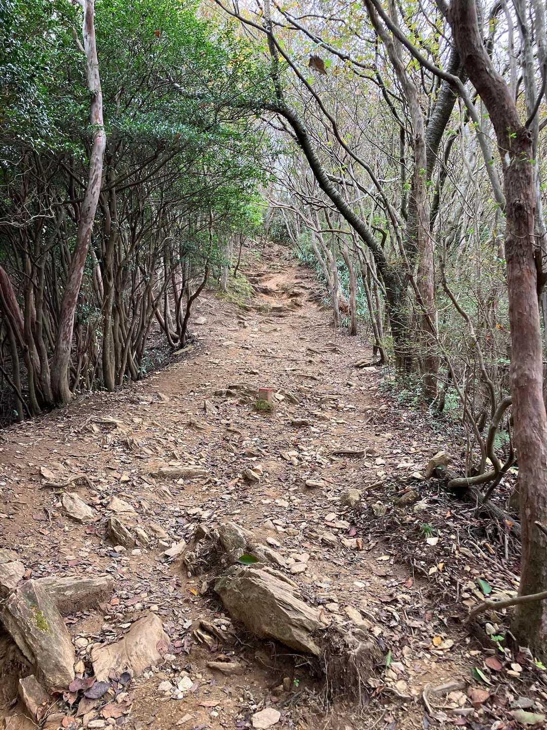 去年、山歩をはじめたばかりの頃に来て
へとへとになった御岩山へと向かう道
こんな場所でバテてたんだなぁ...