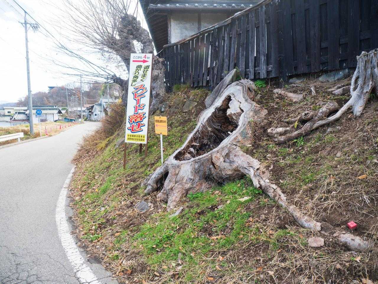 大きな切り株だ